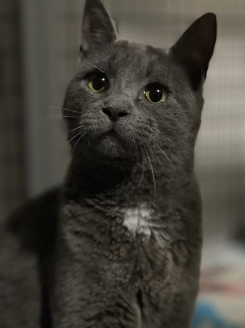 ZUUL SILVER - Russian Blue / Domestic Short Hair available for adoption