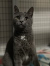 Zuul Silver - Photo 3