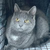 Zuul Silver - Photo 4