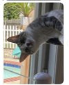 adoptable Cat in mount laurel, NJ named Blue Fairy