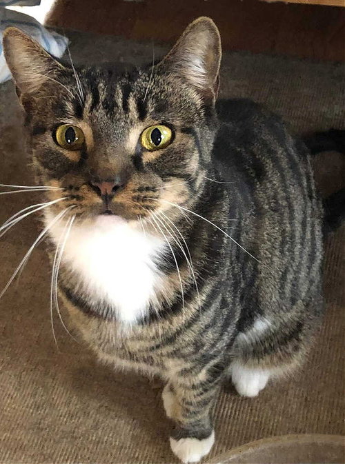 FORTUNE ORCHARD - Domestic Short Hair available for adoption
