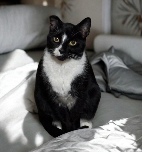 PEPE - Domestic Short Hair available for adoption