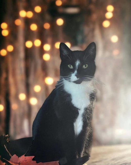 PEPE - Domestic Short Hair available for adoption