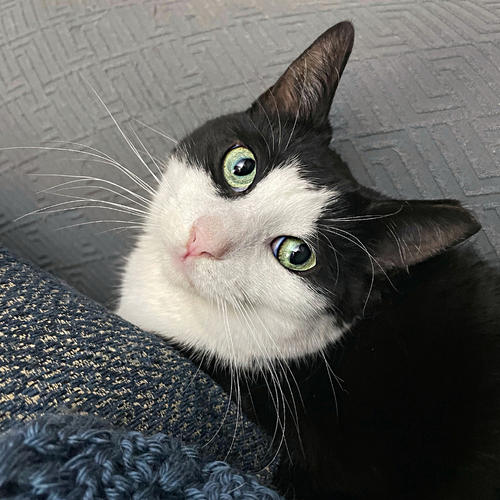 ICHABOD TCC - Domestic Short Hair available for adoption