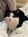 adoptable Cat in , NJ named Ichabod TCC