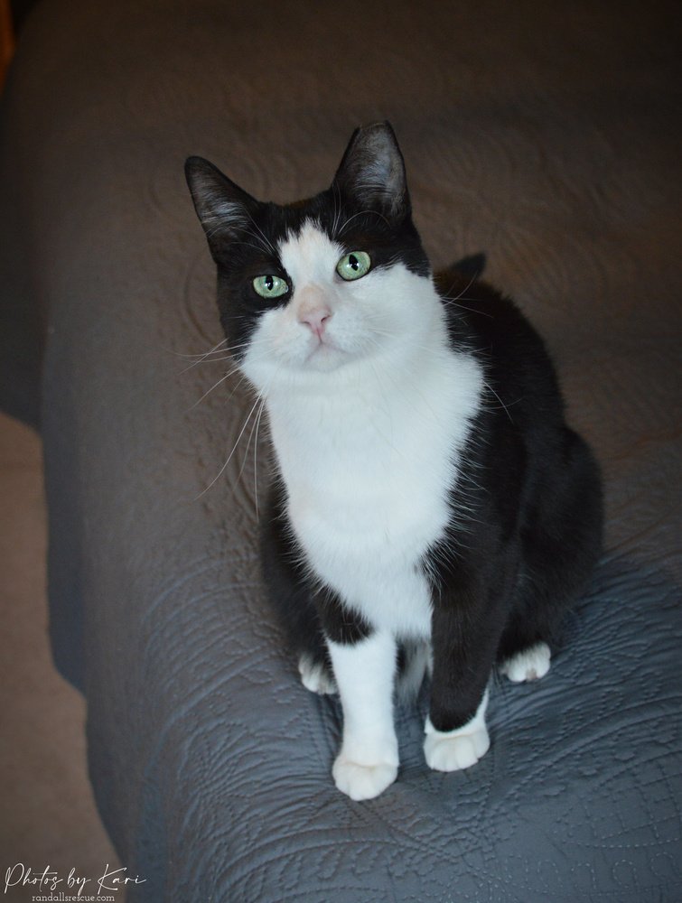 adoptable Cat in Mount Laurel, NJ named Ichabod TCC