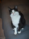 adoptable Cat in Mount Laurel, NJ named Ichabod TCC