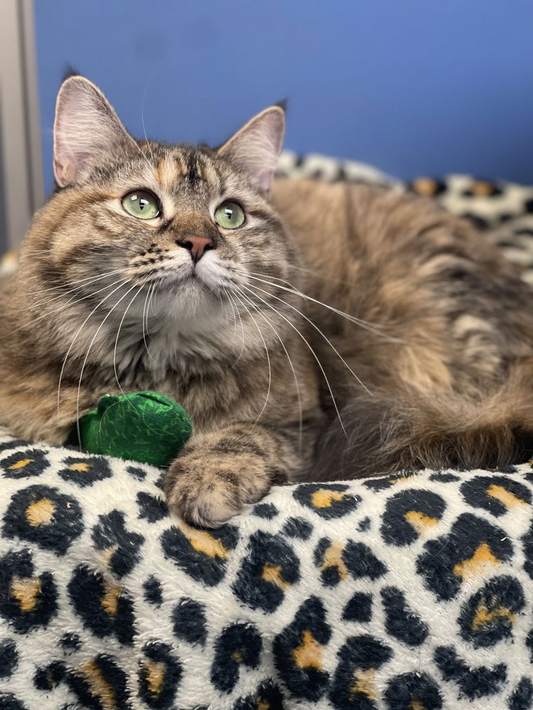 adoptable Cat in Mount Laurel, NJ named Inca Church