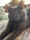 adoptable Cat in Mount Laurel, NJ named Jova TCC