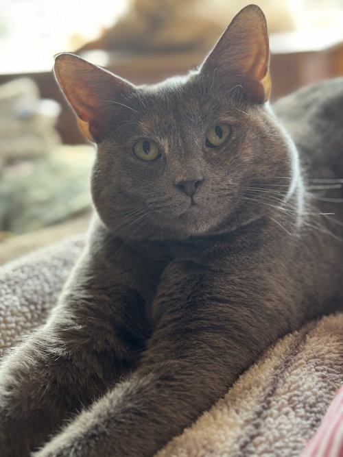JOVA TCC - Domestic Short Hair available for adoption