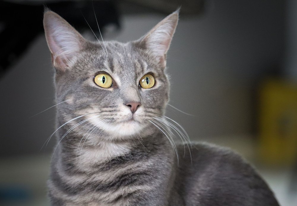 adoptable Cat in Mount Laurel, NJ named Arroyo Willow