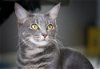 adoptable Cat in mount laurel, NJ named Arroyo Willow