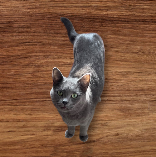 CATHERINA TCC - Domestic Short Hair available for adoption