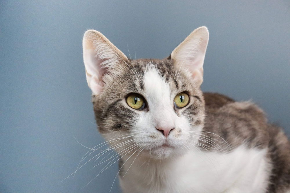 adoptable Cat in Mount Laurel, NJ named Storm Troopers Cirrus