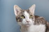 adoptable Cat in Mount Laurel, NJ named Storm Troopers Cirrus