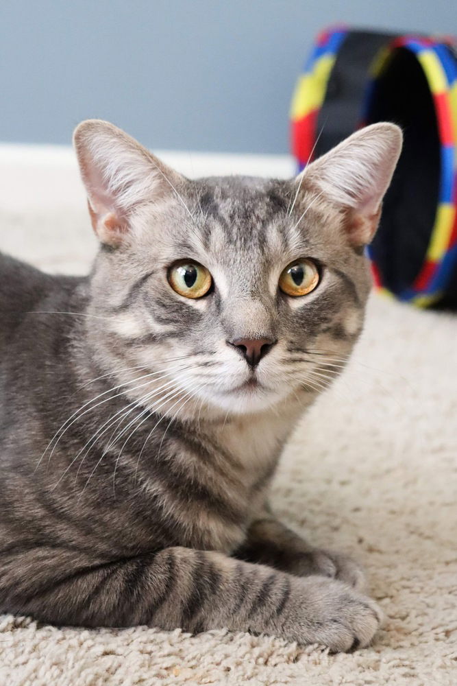 adoptable Cat in Mount Laurel, NJ named Storm Troopers Stratus