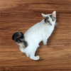 adoptable Cat in Mount Laurel, NJ named Willem TCC