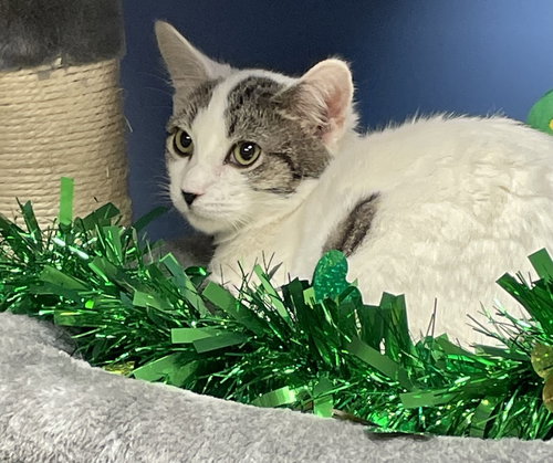 WILLEM TCC - Domestic Short Hair available for adoption
