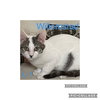 Willem TCC - Photo 4