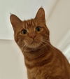 adoptable Cat in Mount Laurel, NJ named Myth