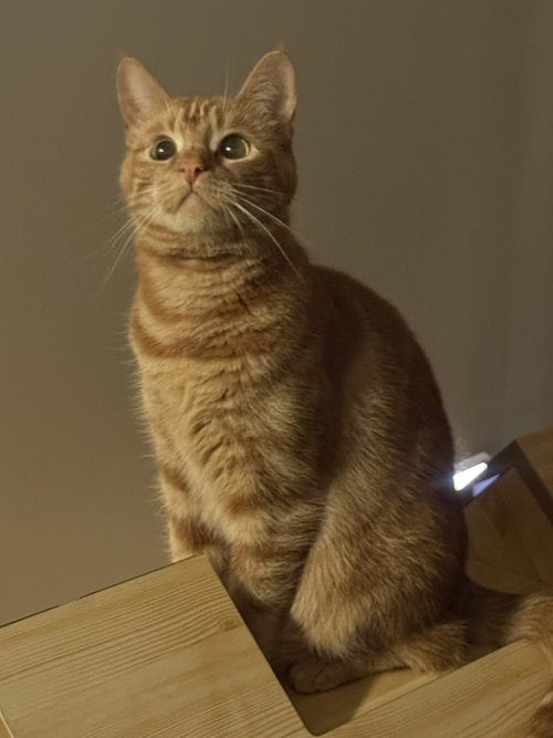 MYTH - Domestic Short Hair available for adoption