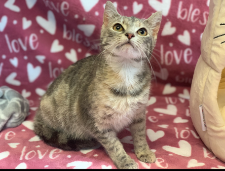 WISTERIA FLOWER - Domestic Short Hair available for adoption