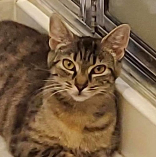 LILYPAD FLOWER - Domestic Short Hair available for adoption