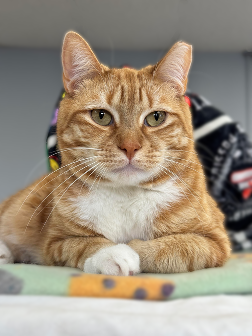 BEEKER TCC - Domestic Short Hair available for adoption