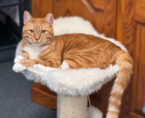BEEKER TCC - Domestic Short Hair available for adoption