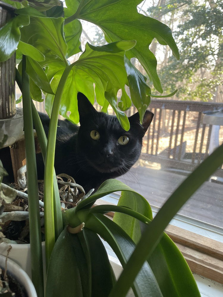 adoptable Cat in Mount Laurel, NJ named Katrina TCC