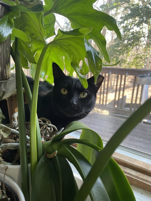 KATRINA TCC - Domestic Short Hair available for adoption