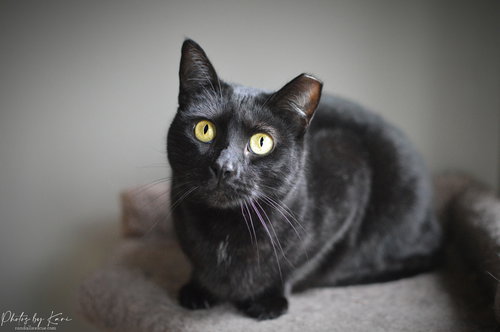 KATRINA TCC - Domestic Short Hair available for adoption