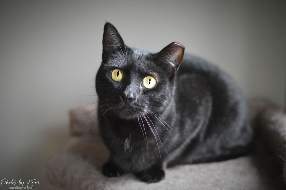 adoptable Cat in Mount Laurel, NJ named Katrina TCC