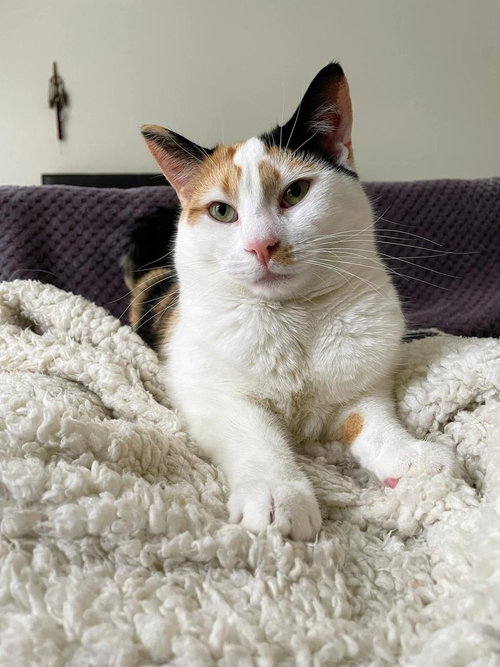 GEMMA CRYSTAL - Domestic Short Hair available for adoption