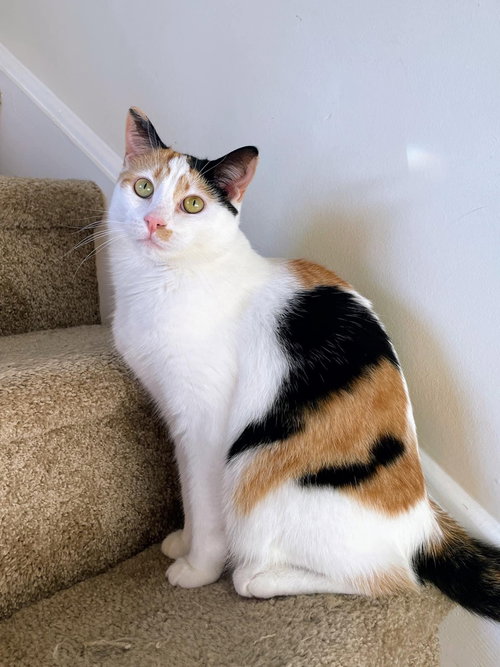 GEMMA CRYSTAL - Domestic Short Hair available for adoption