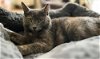 adoptable Cat in mount laurel, NJ named Ash