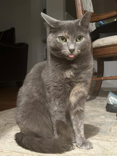 ASH - Domestic Short Hair available for adoption