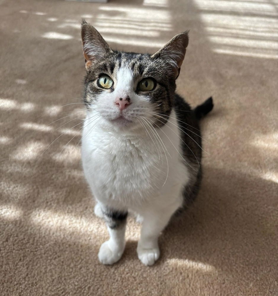 adoptable Cat in Mount Laurel, NJ named Felicity TCC