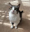 adoptable Cat in Mount Laurel, NJ named Felicity TCC