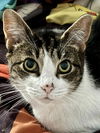 adoptable Cat in Mount Laurel, NJ named Felicity TCC