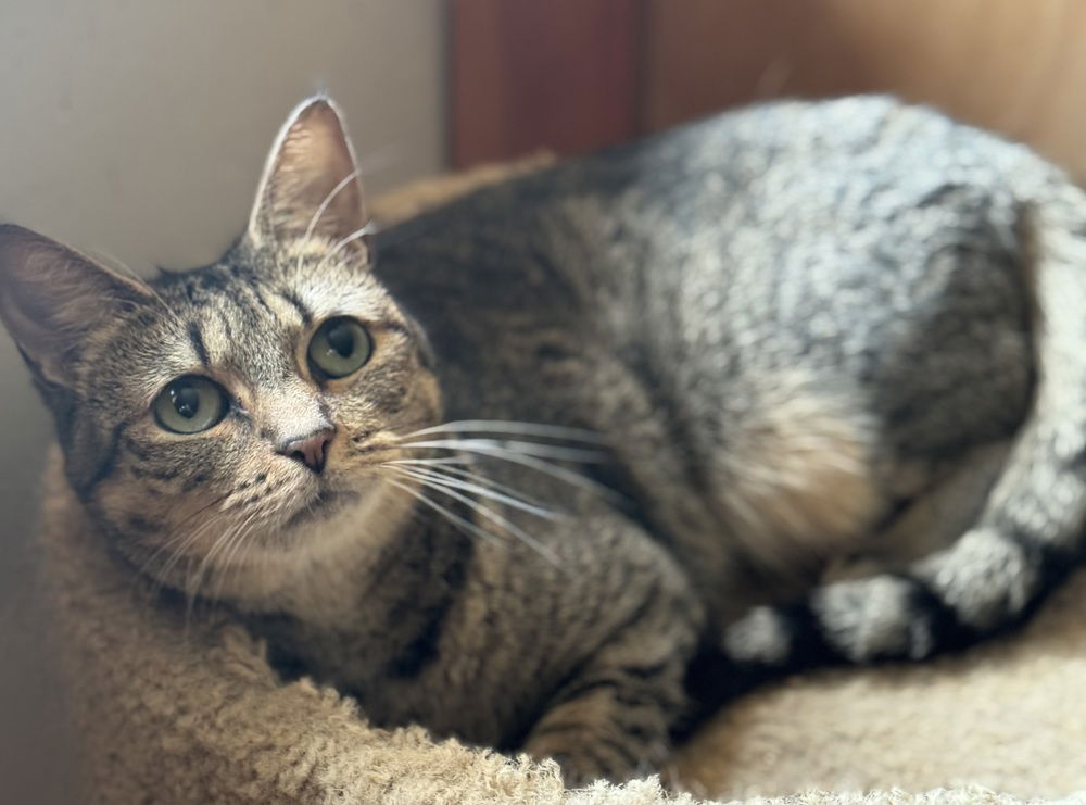 adoptable Cat in Mount Laurel, NJ named Humility Riverton