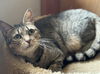 adoptable Cat in Mount Laurel, NJ named Humility Riverton