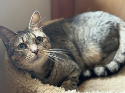 HUMILITY RIVERTON - Domestic Short Hair available for adoption