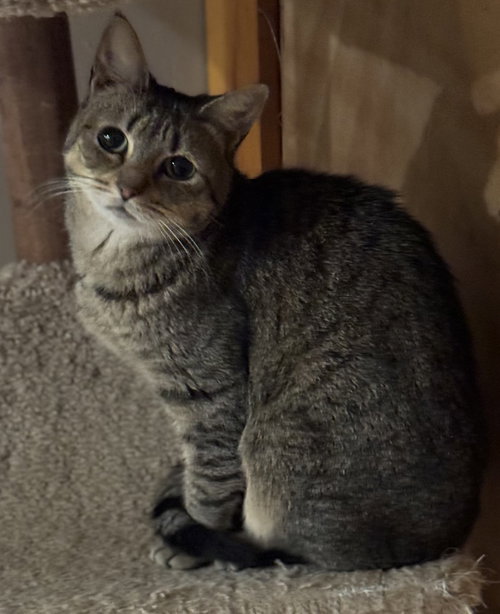 HUMILITY RIVERTON - Domestic Short Hair available for adoption