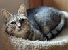 adoptable Cat in Mount Laurel, NJ named Humility Riverton