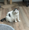 adoptable Cat in Mount Laurel, NJ named Gris