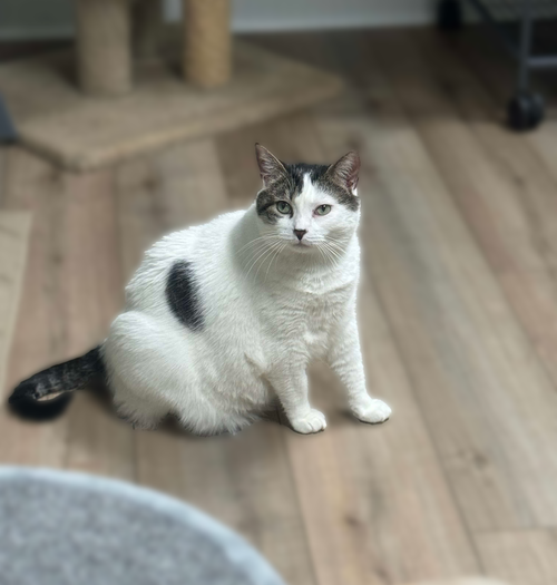 GRIS - Domestic Short Hair available for adoption