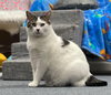 Gris - Photo 2