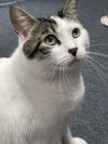 Gris - Photo 3