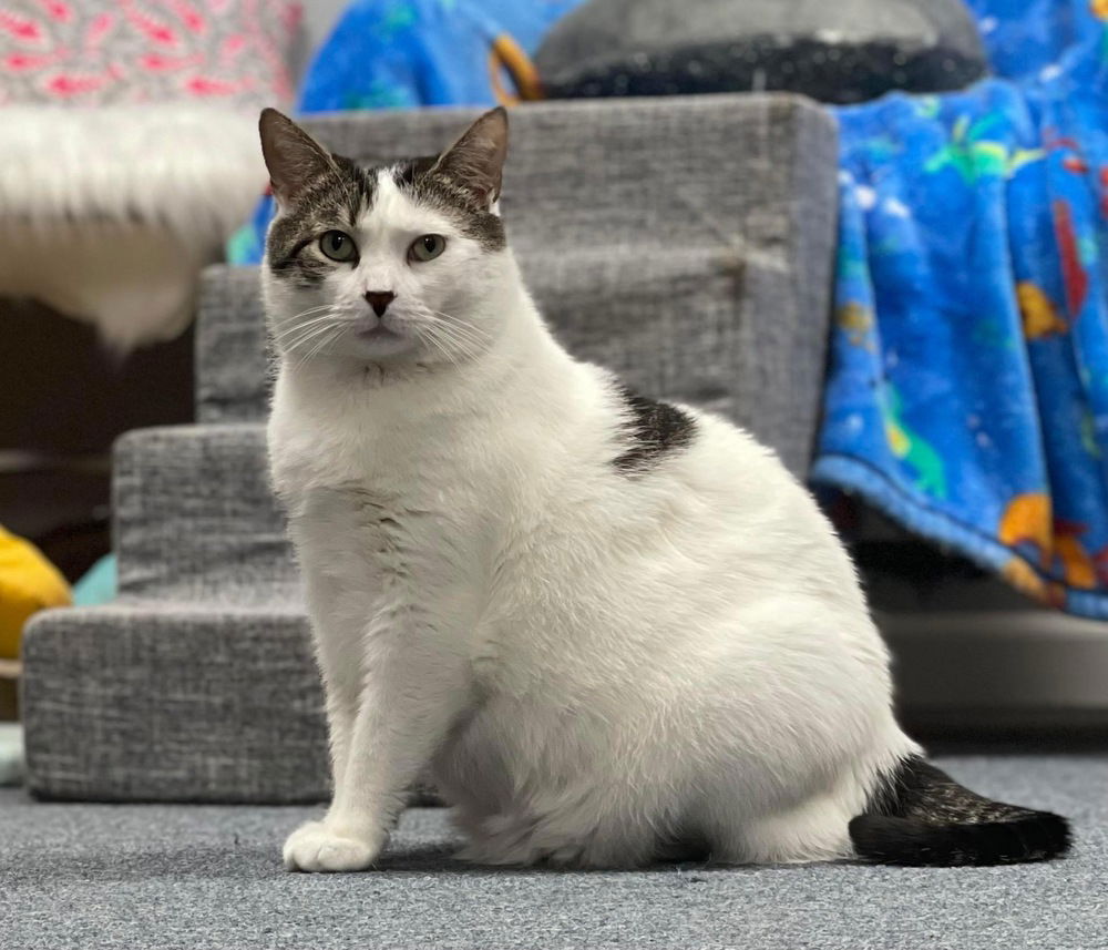 adoptable Cat in Mount Laurel, NJ named Gris